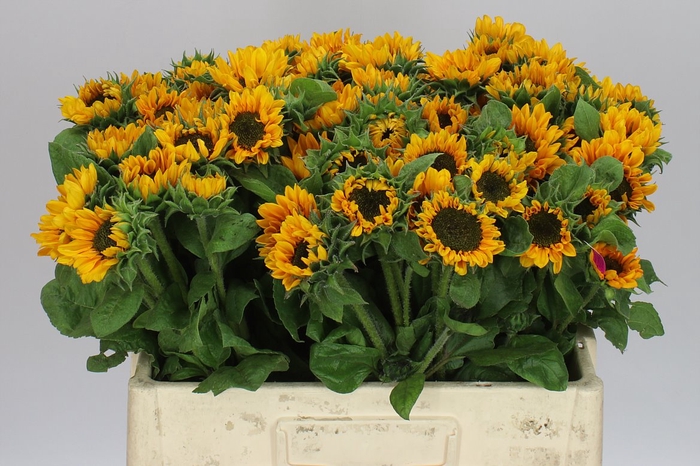 <h4>Helianthus A Sonja</h4>