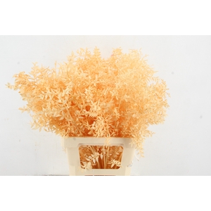 PF Ruscus 70cm Bs Apricot