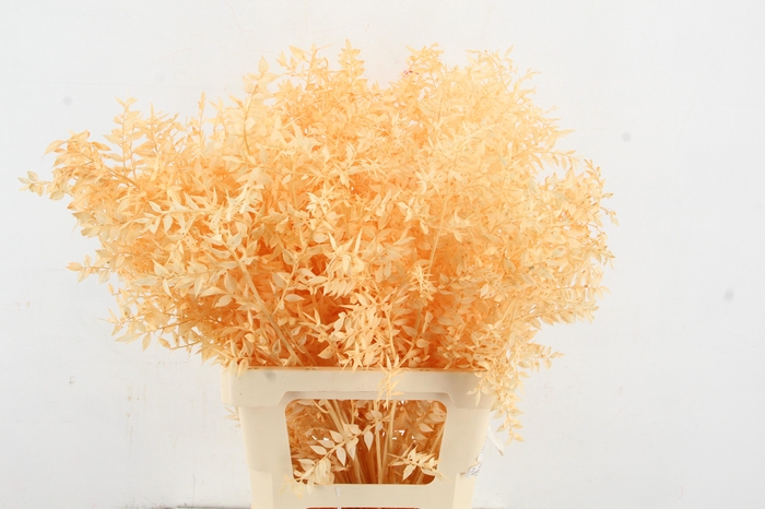 <h4>PF Ruscus 70cm Bs Apricot</h4>