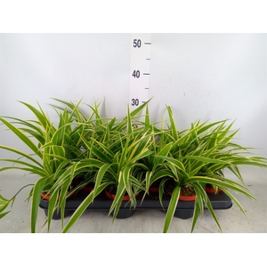 Chlorophytum com. 'Ocean'