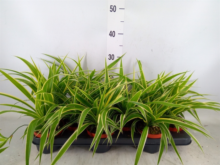 <h4>Chlorophytum com. 'Ocean'</h4>