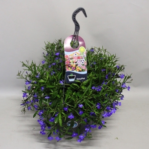 Hangpotten 27 waterreservoir Lobelia Blue