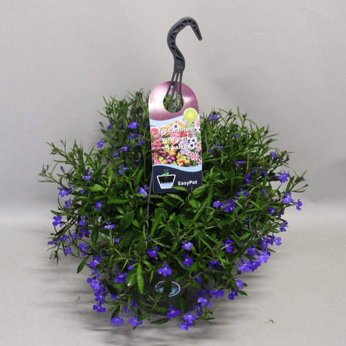 <h4>Hangpotten 27 waterreservoir Lobelia Blue</h4>