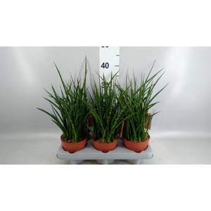 Sansevieria  'Fernwood'