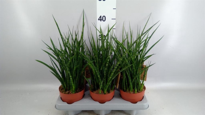 <h4>Sansevieria  'Fernwood'</h4>