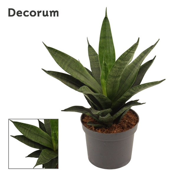 <h4>Sansevieria Black Widow crown 9 cm (Decorum)</h4>