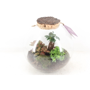 arr3 WR - Terrarium moon medium