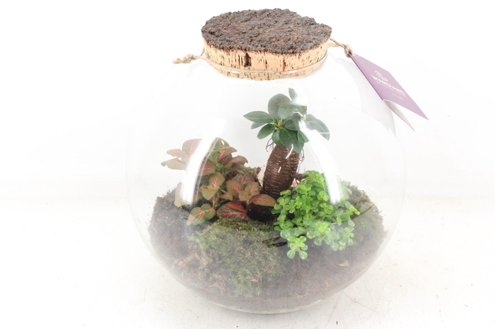 <h4>arr3 WR - Terrarium moon medium</h4>