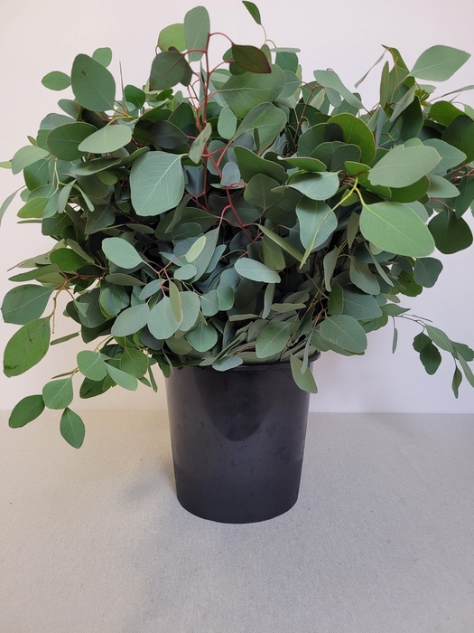 EUC POPULUS PER STEEL -IT-