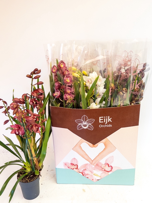 <h4>CYMB GEMENGD</h4>