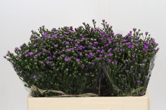 <h4>Aster Baby Pink</h4>
