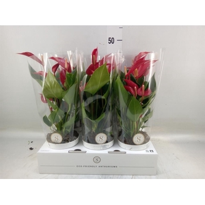 Anthurium  'Banderola Roja'