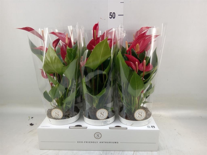 <h4>Anthurium  'Banderola Roja'</h4>