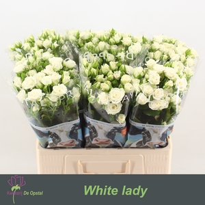 R Tr White Lady Opstal