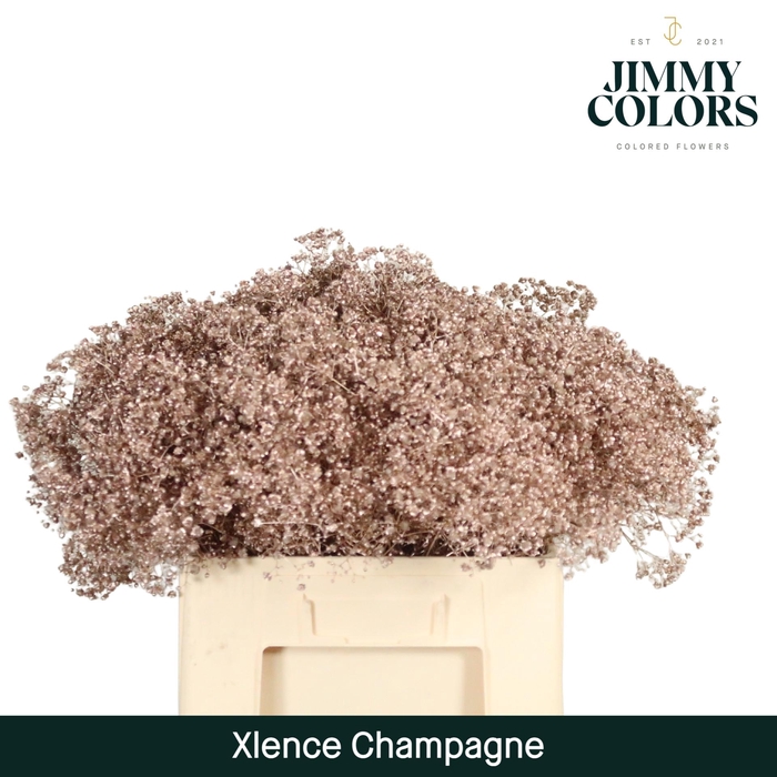 <h4>Gyps xlence L60 Mtlc. Champagne</h4>