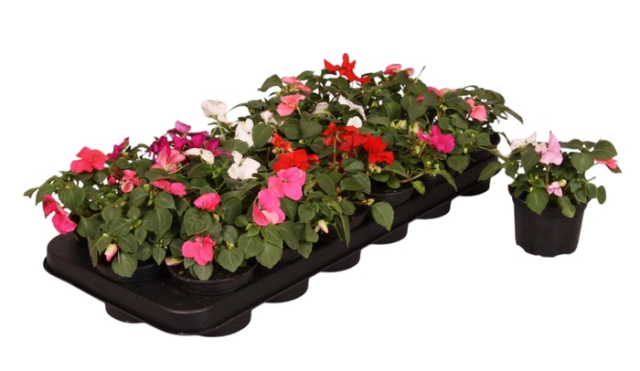 <h4>Impatiens Walleriana gemengd p9</h4>