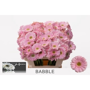 GE MI BABBLE