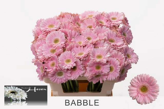 <h4>GE MI BABBLE</h4>