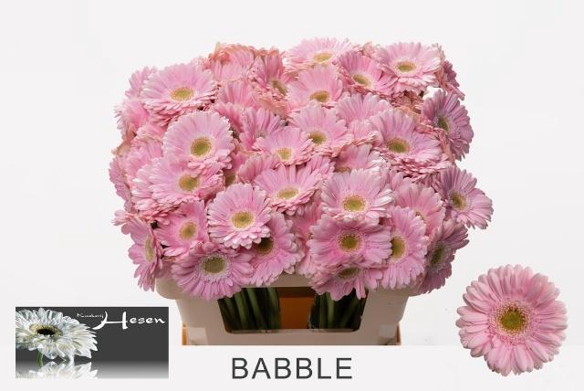 <h4>GE MI BABBLE</h4>