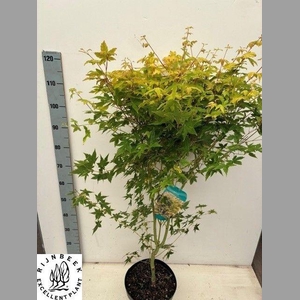 ACER PA SANGOKAKU
