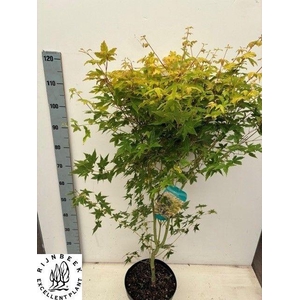 ACER PA SANGOKAKU