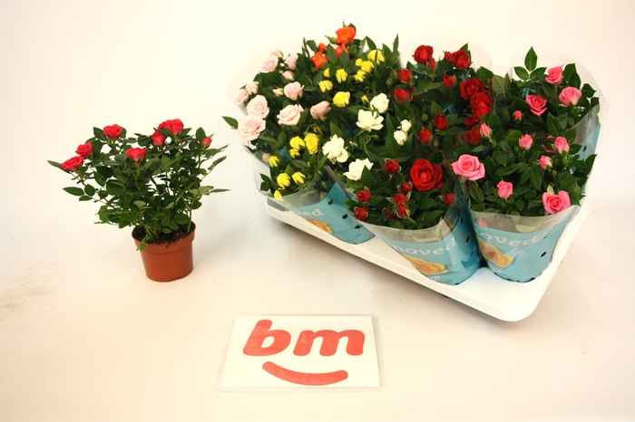 <h4>RO B MONDE GEM</h4>