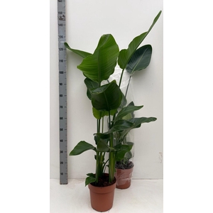 STRELITZIA NICOLAI