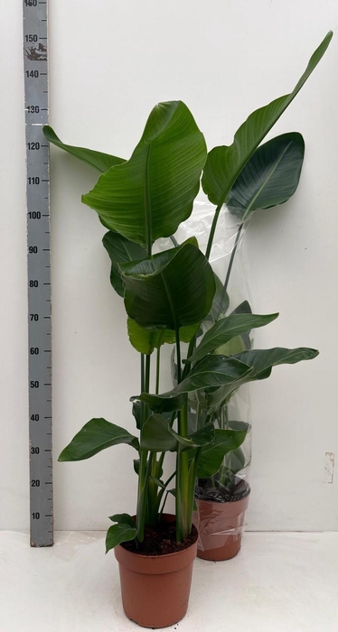 <h4>STRELITZIA NICOLAI</h4>