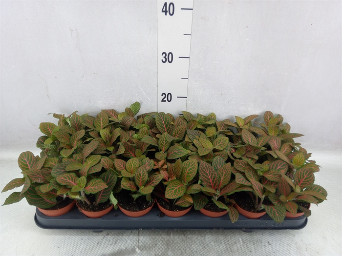 <h4>Fittonia verschaf. 'Joly Josan'</h4>