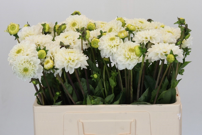 Dahlia Never Give Up