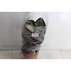 CALATHEA ROSEA PICTA ROSY P17