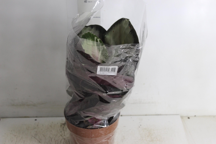 <h4>CALATHEA ROSEA PICTA ROSY P17</h4>