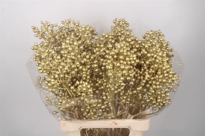 <h4>ROSA KLB GOLD H%</h4>