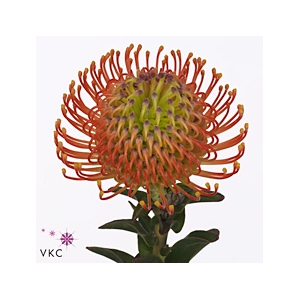 Leuco Co Neena Orange