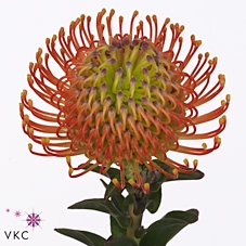 <h4>Leuco Co Neena Orange</h4>