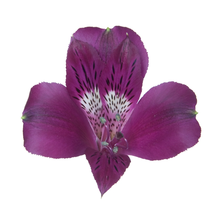 <h4>ALSTROEMERIA OLYMPIA 080 CM</h4>