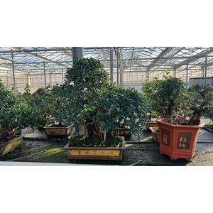 Ficus retusa, pot 61 cm. Height 100 cm.( single item)