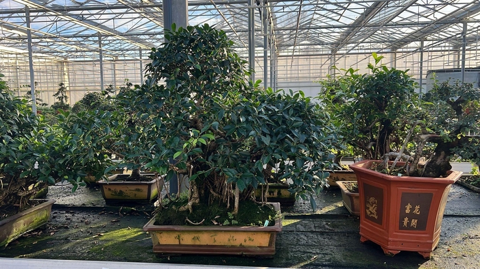 <h4>Ficus retusa, pot 61 cm. Height 100 cm.( single item)</h4>