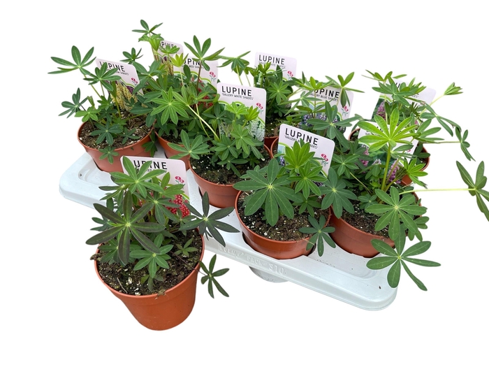 <h4>LUPI GALLERY GEM</h4>