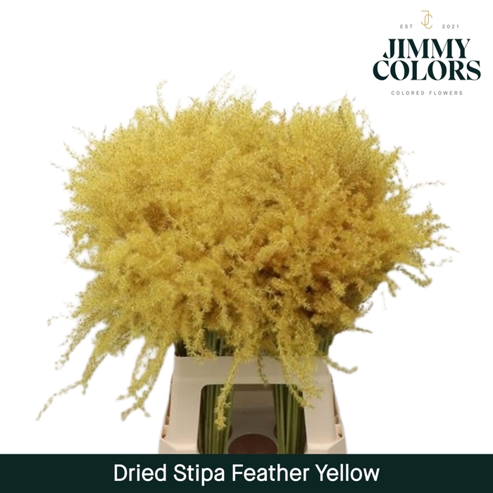 <h4>Dried Stipa Feather Yellow</h4>