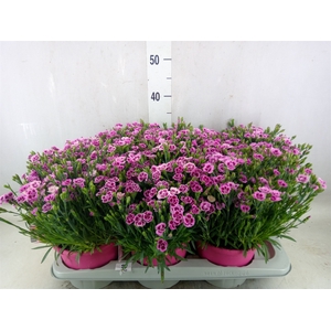 Dianthus  'Pink Kisses'