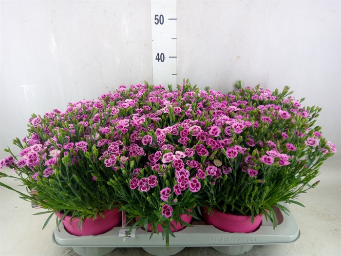 <h4>Dianthus  'Pink Kisses'</h4>