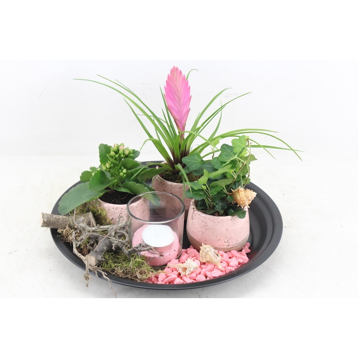 <h4>Arr2 Mb - Black Plat Rond Pink</h4>