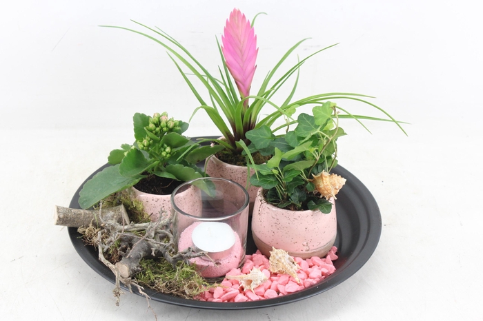 <h4>arr2 MB - Black plat rond pink</h4>