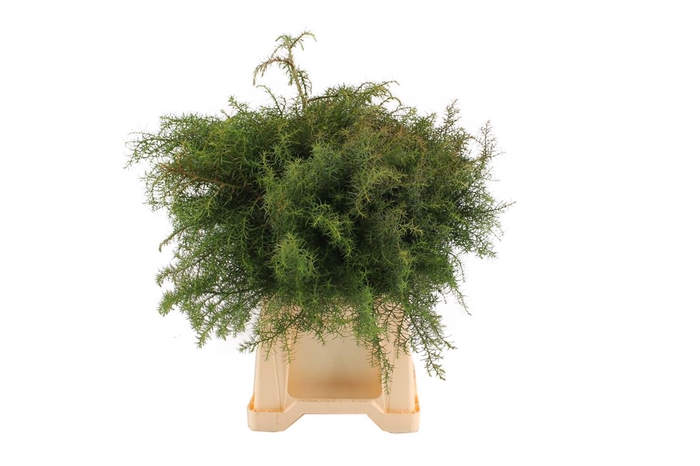 <h4>Conifeer Cryptomeria Elegans</h4>