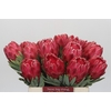 Protea Venus
