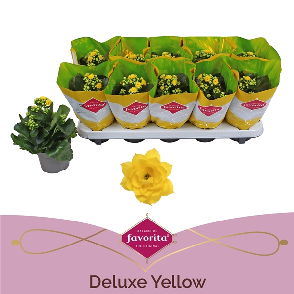 <h4>Kalanchoe Double Deluxe Yellow stadium 1</h4>