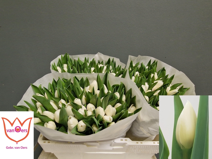 <h4>TU EN ROYAL VIRGIN</h4>