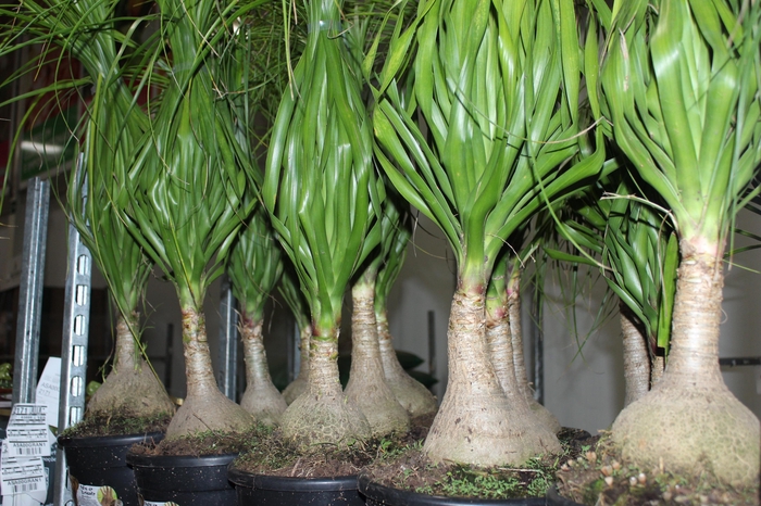 <h4>BEAUCARNEA P24</h4>