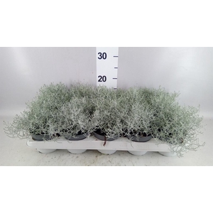 Leucophyta brownii